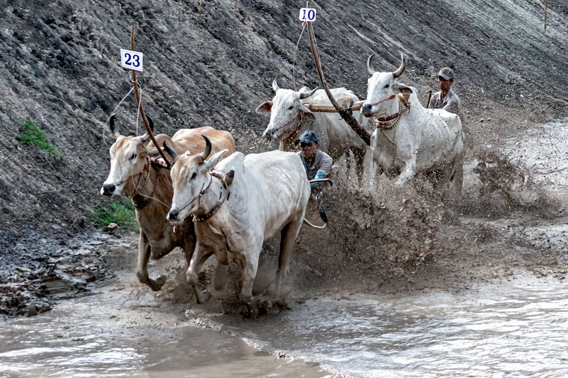 Lễ hội đua bò vùng Bảy Núi, An Giang