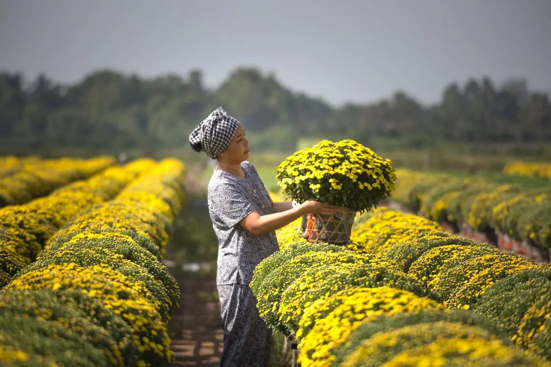 Làng hoa kiểng Sa Đéc