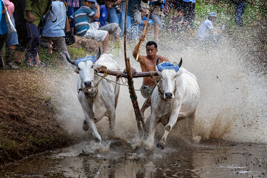 The bull racing festival in the Bay Nui region, An Giang.