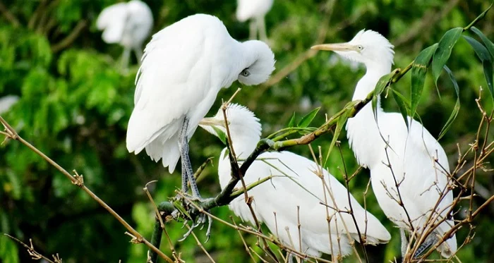 vuon-co-bang-lang-can-tho-4_1624589361