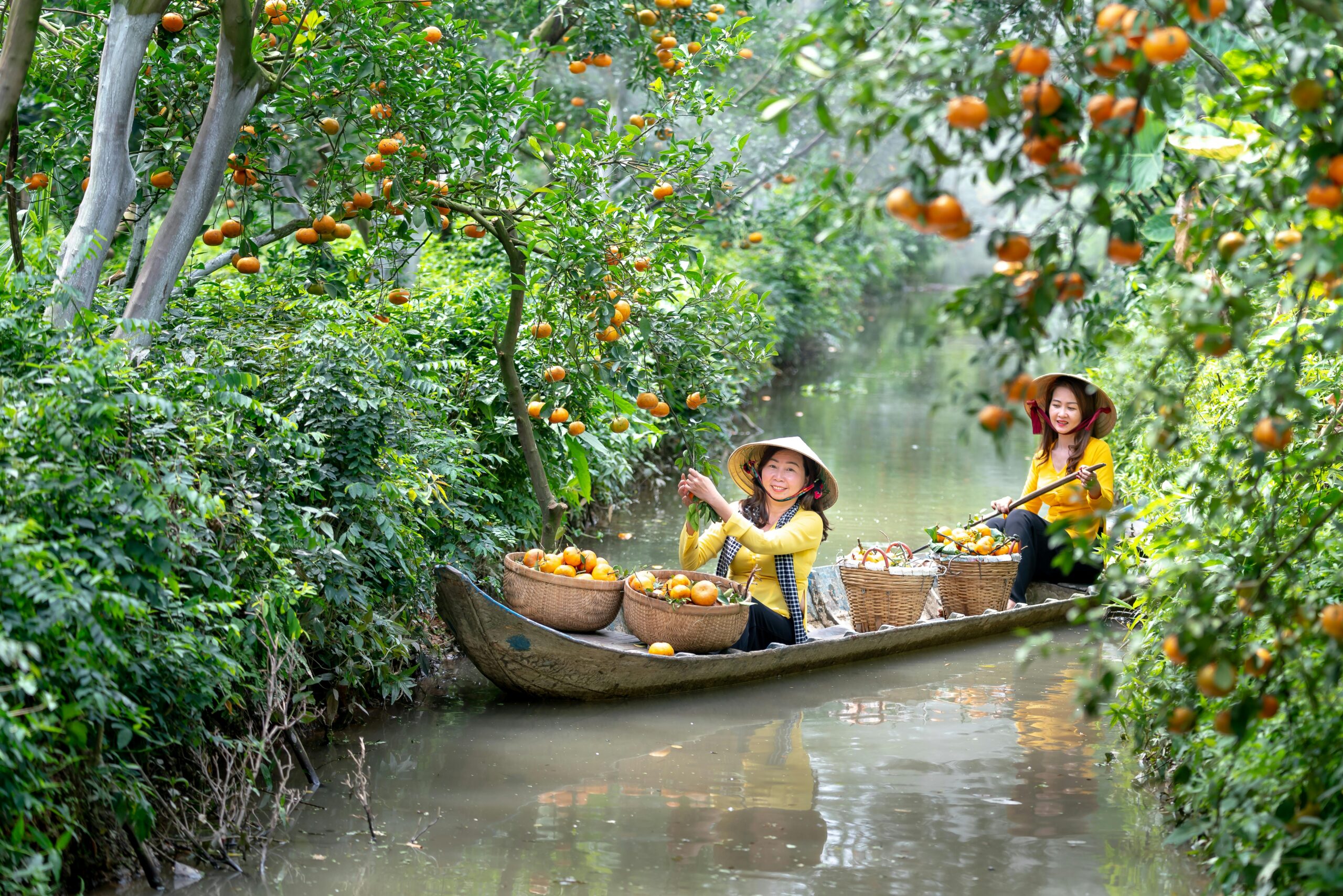 Khám Phá Vườn Quýt Hồng Lai Vung